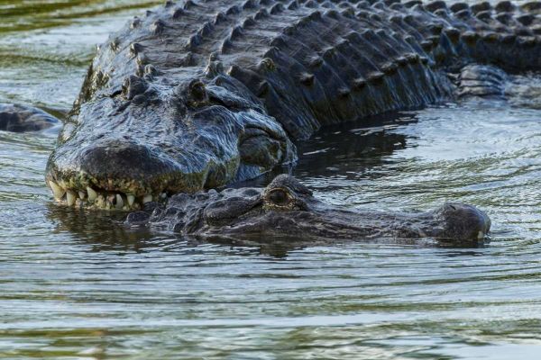 FL, Male alligator displays courtship behavior